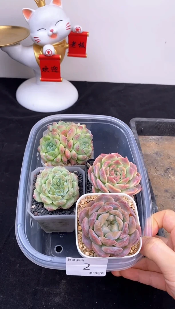 4棵一组一组包邮2号