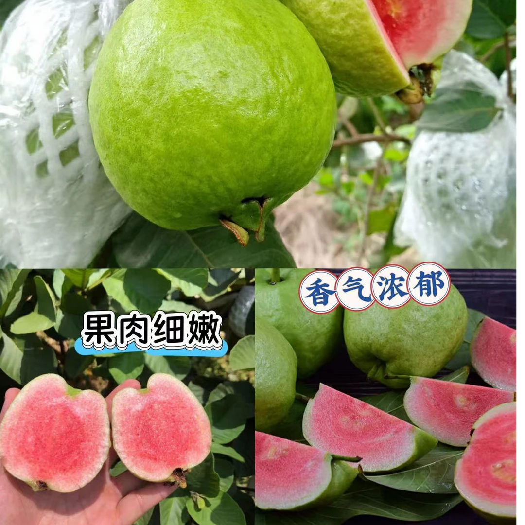 红宝番石榴阳台庭院地栽都行带土