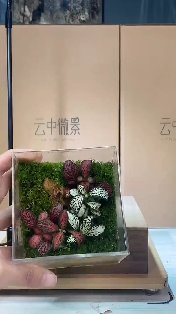 【闪购商品】孤品亚克力网纹草