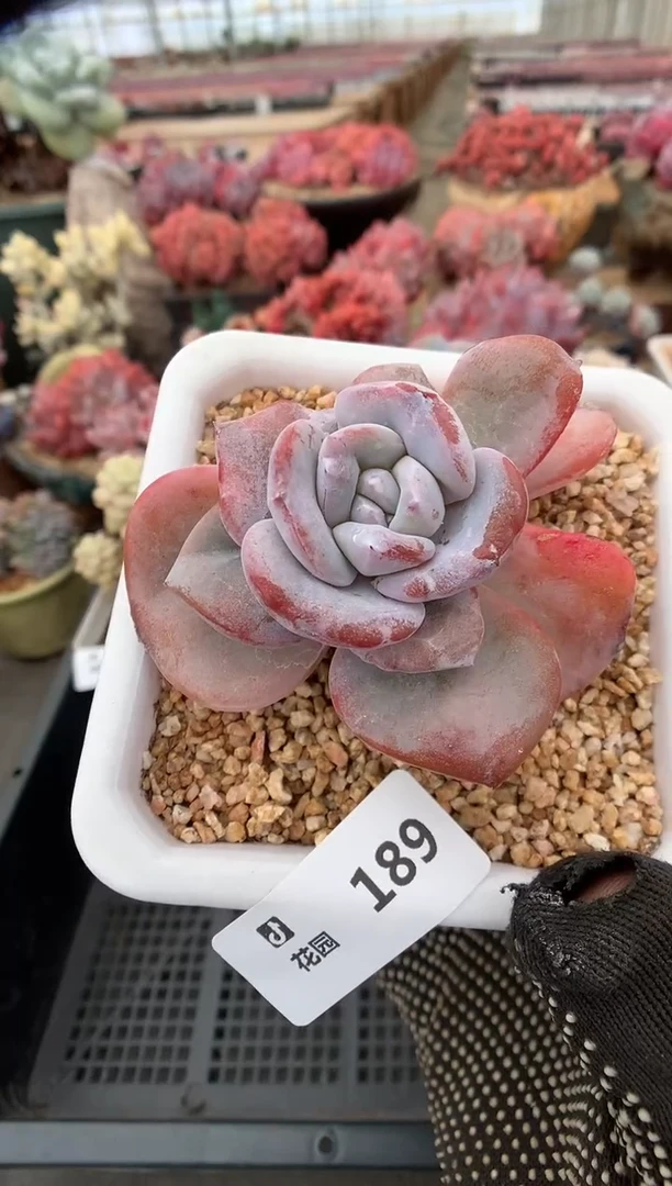 189奶茶一物一拍