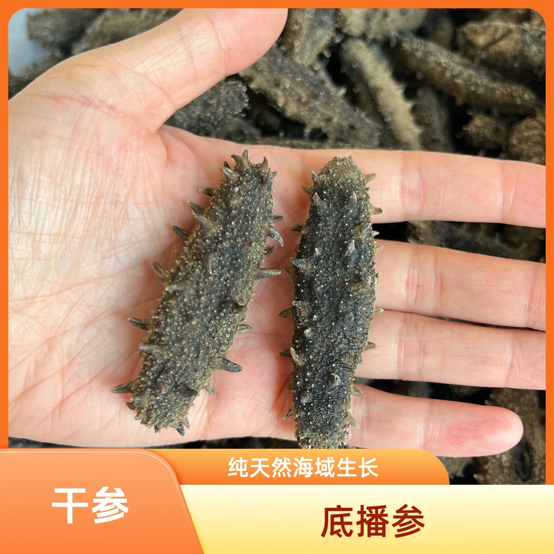 【干参】底播纯淡干海参 刺参 1斤精品