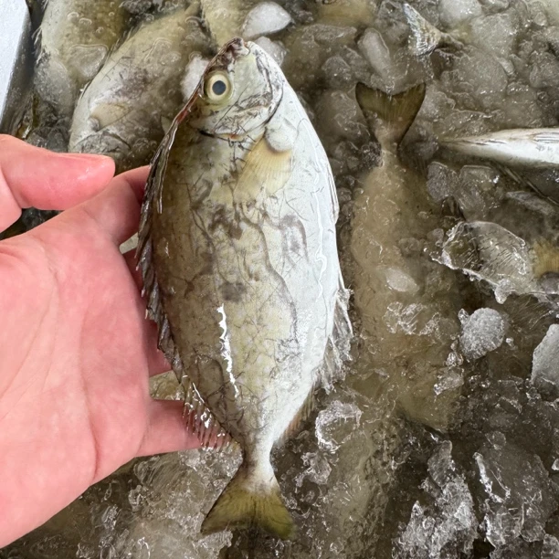 上川岛新鲜海鱼 新鲜泥猛鱼 3斤#