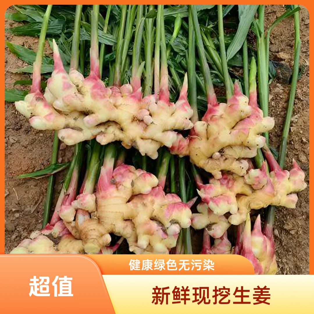 高山辛辣多汁现挖现发云南产地直销新鲜小黄姜购买链接洋姜生姜