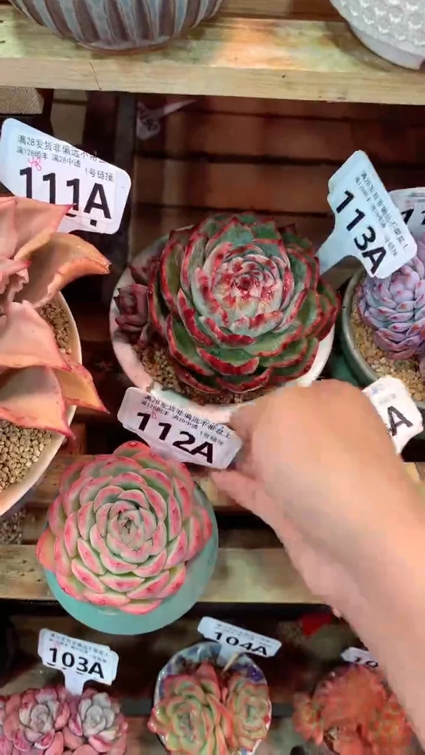 113A（一物一拍实付满28发货，默认不带盆土）