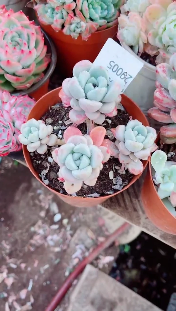 清*?跃跃精品多肉29005