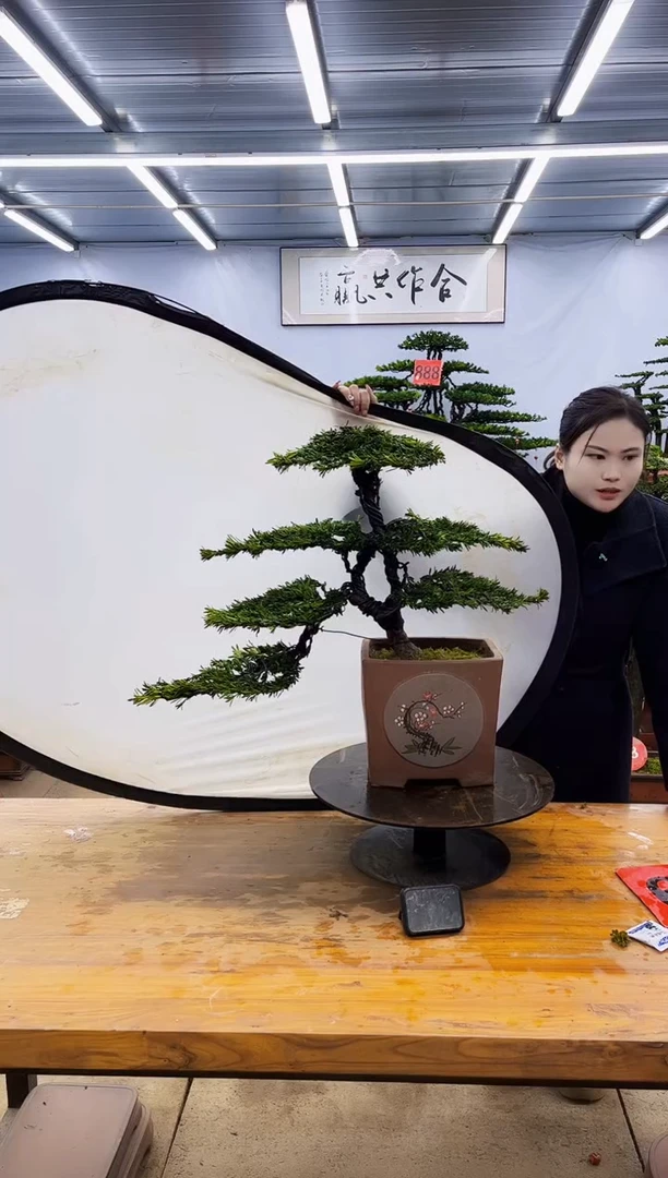 【闪购商品】高端盆景一物一拍，所见即所得