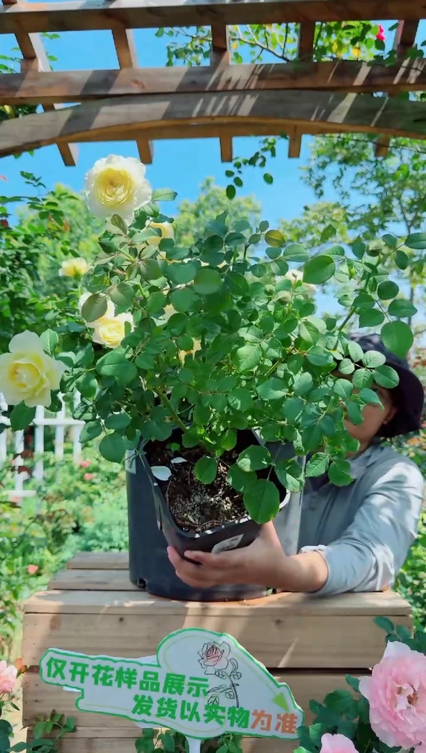 当前无花朵，栽培后可花朵天狼月季 浮光 自育大花丰花新手易养