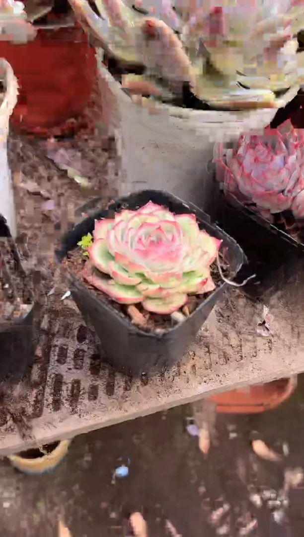 人***！多肉植物一物一拍21201