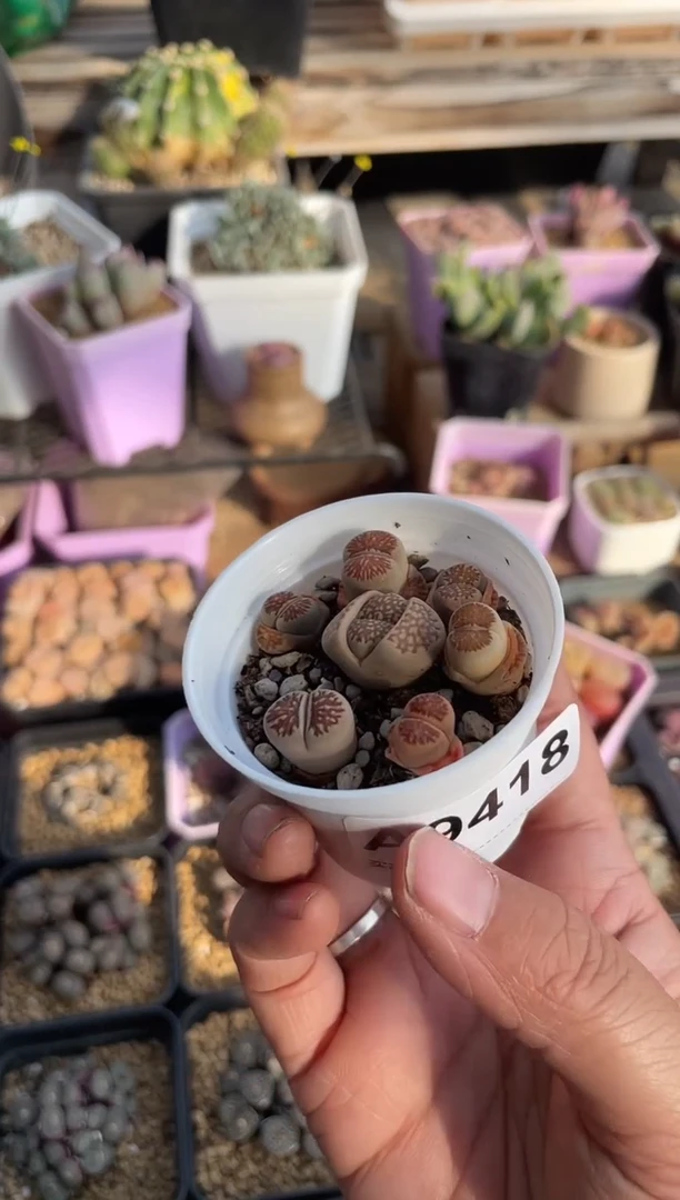 【闪购商品】9418直播一物一拍