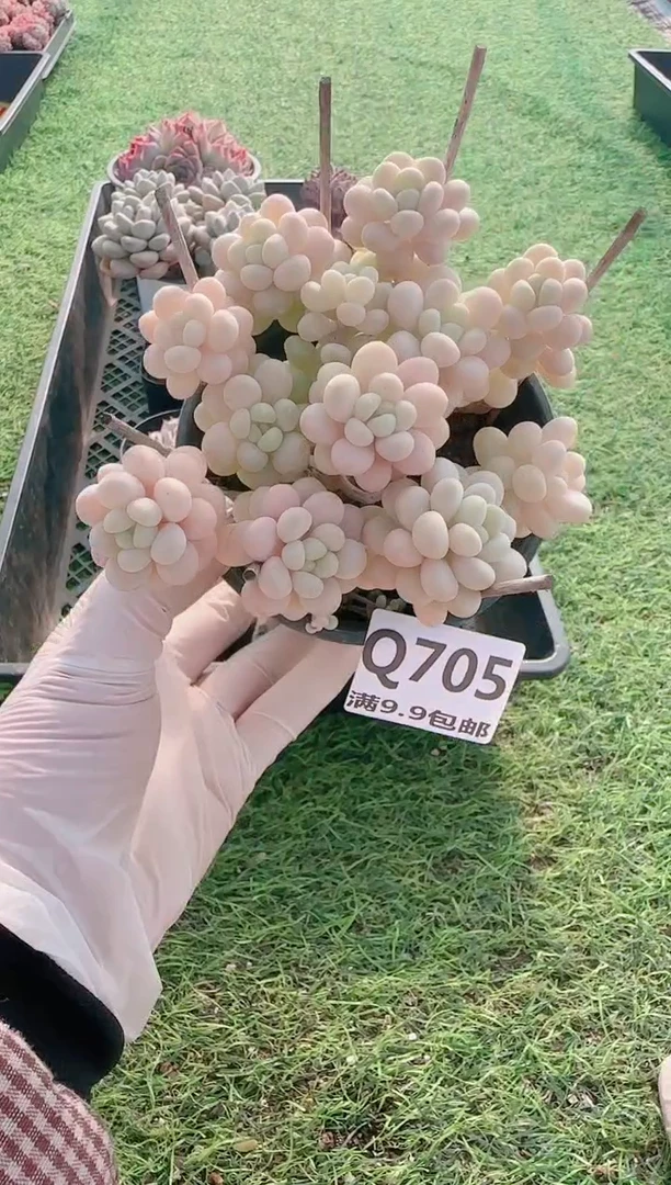 【闪购商品】梦会多肉一物一拍