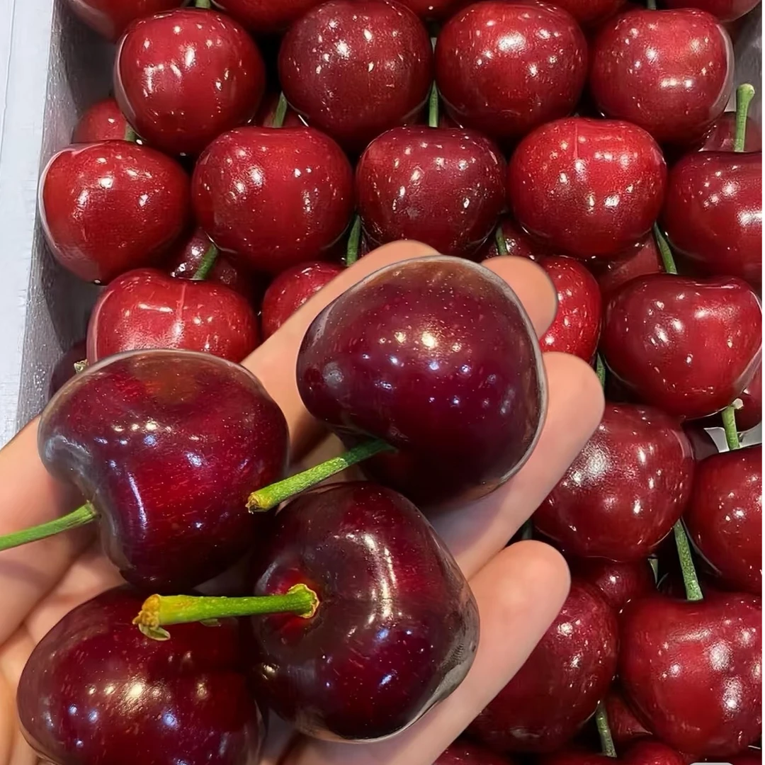 【顺丰空运】山东美早樱桃3斤脆甜多汁产地直发新鲜现摘水果车厘子