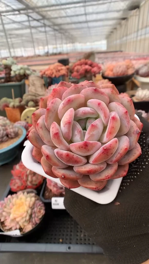 【闪购商品】343蒙克一物一拍