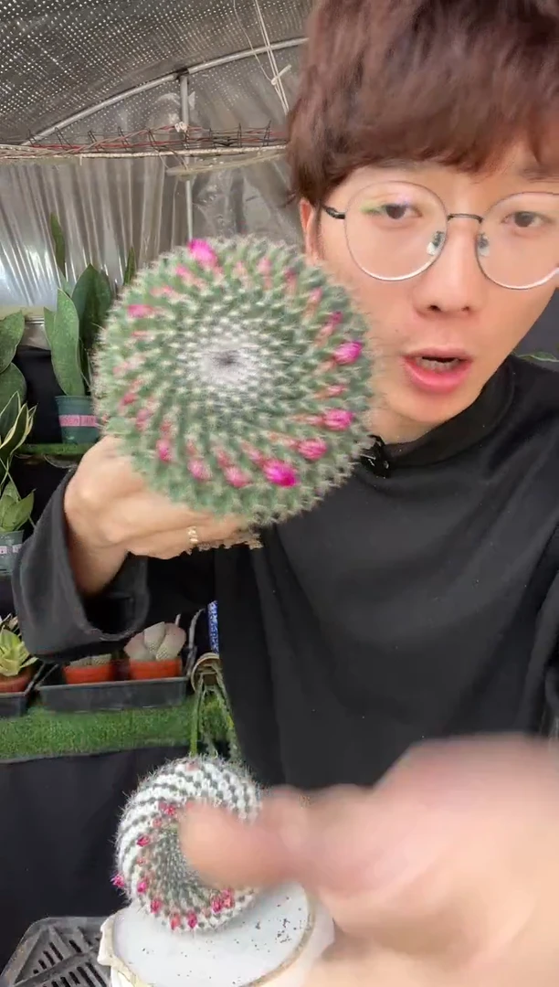 【闪购商品】玉翁嫁接2棵9.9