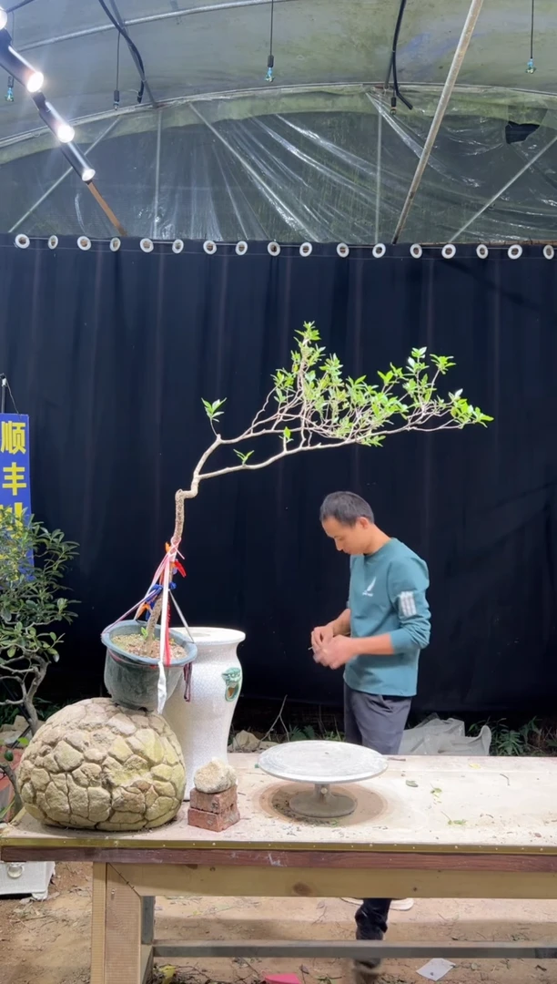 当前无花朵，栽培后可花朵萧****娜  海岛栀子花