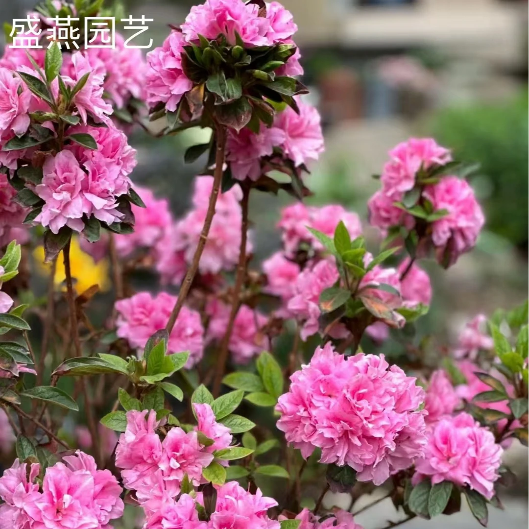 盛燕园艺【康乃馨】四季品种杜鹃长花期高40cm冠幅35cm