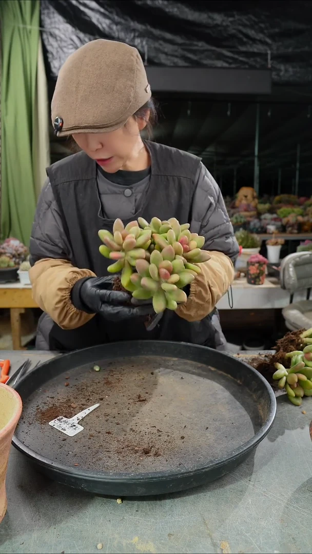 芒果奶           4头