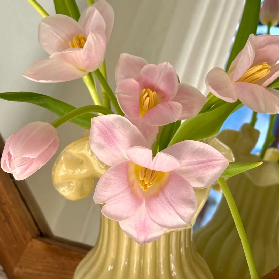 【一品花集】粉粉嫩嫩【王朝粉】郁金香 云南昆明基地直发家用鲜花