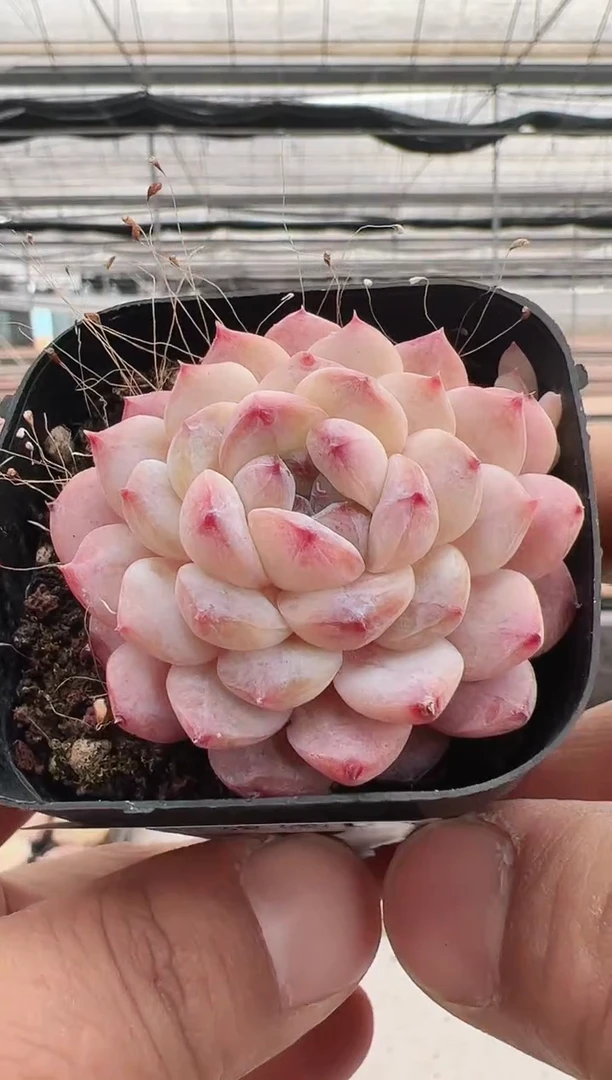 【闪购商品】粉红泡泡-3