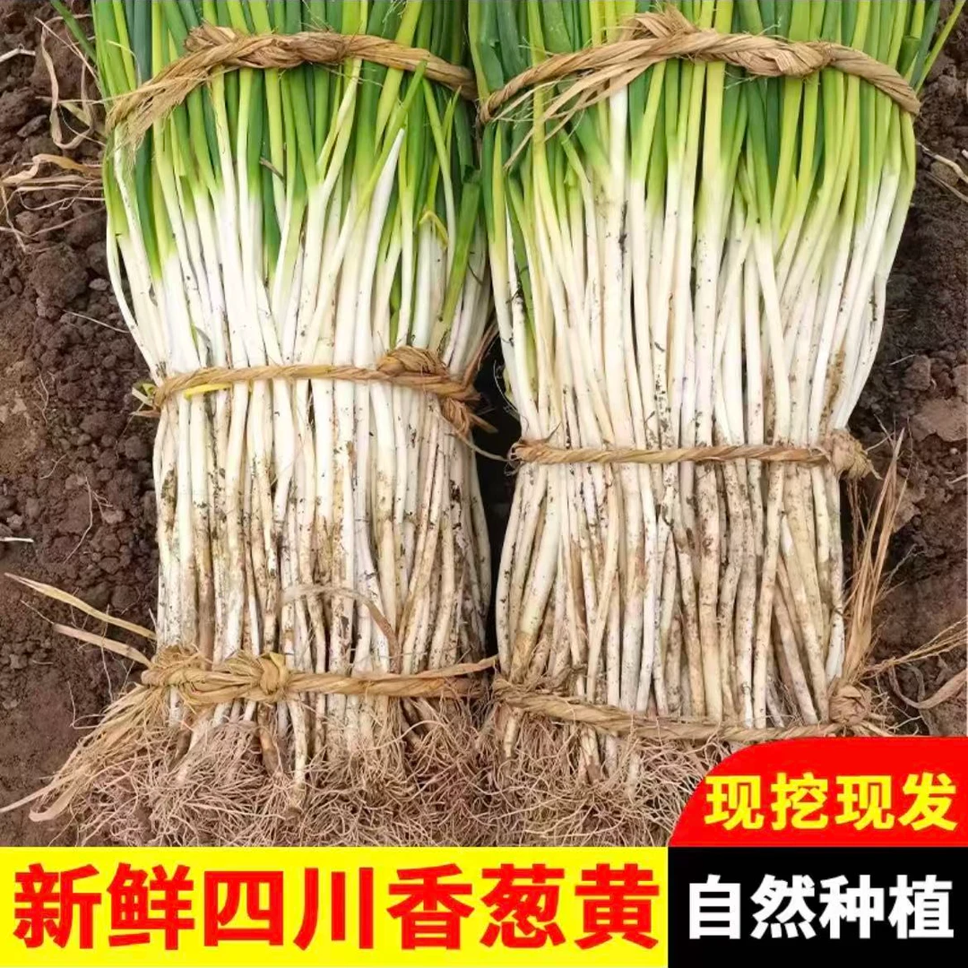 四川本地葱黄现摘现发