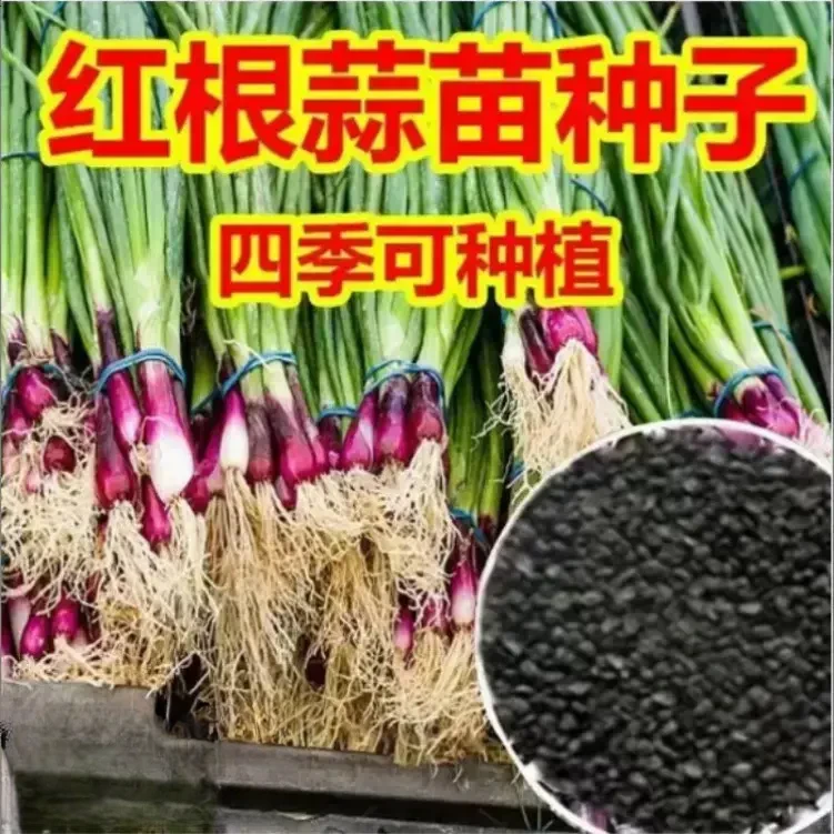 红根蒜苗种子红根香蒜硬叶蒜苗一年四季三茬连续均可种植蒜苗种籽
