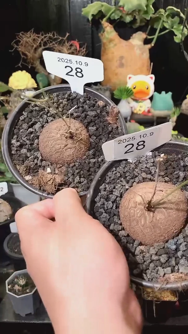 28号1009南非龟甲龙福利特价组合