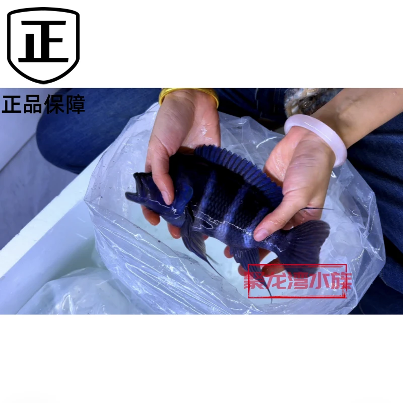 野生萨伊蓝六间鱼苗三湖慈鲷鱼观赏鱼热带鱼龙鱼配鱼