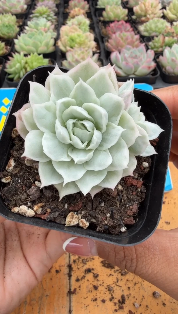 东云多肉园二店-171