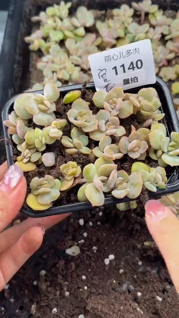 1140 宫花切糕量拍多肉植物