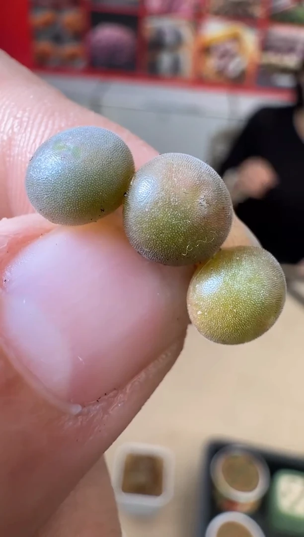 【闪购商品】29-21空蝉一颗