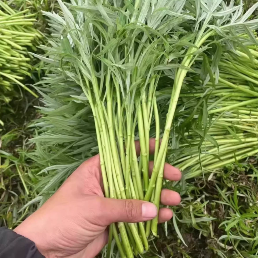 芦蒿种子四季种植清香脆嫩四季可种简单易栽培蔬菜水蒿柳蒿种子