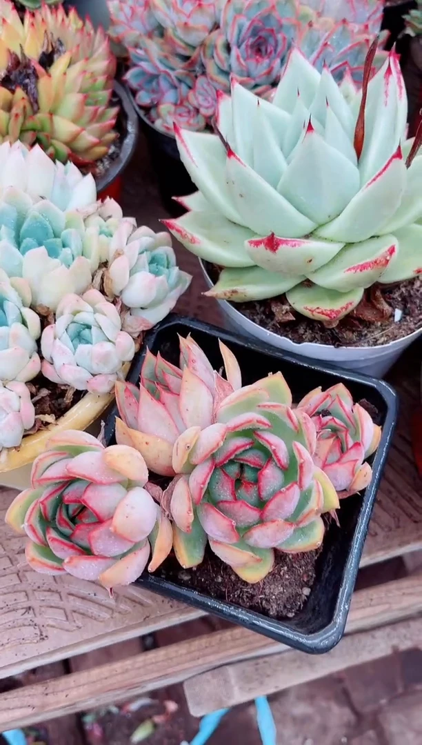 @***学12073多肉植物一物一拍吧