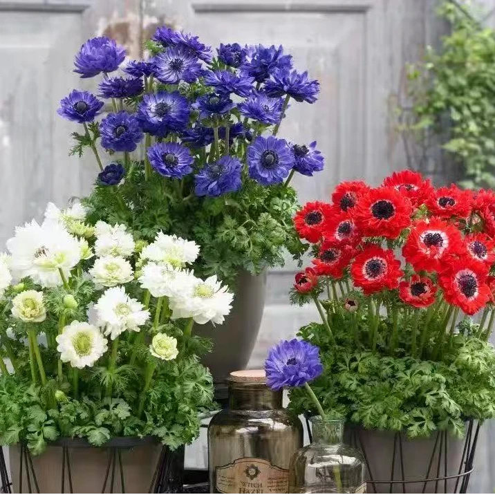 银莲花和谐重瓣系列盆栽花苗阳台庭院花卉