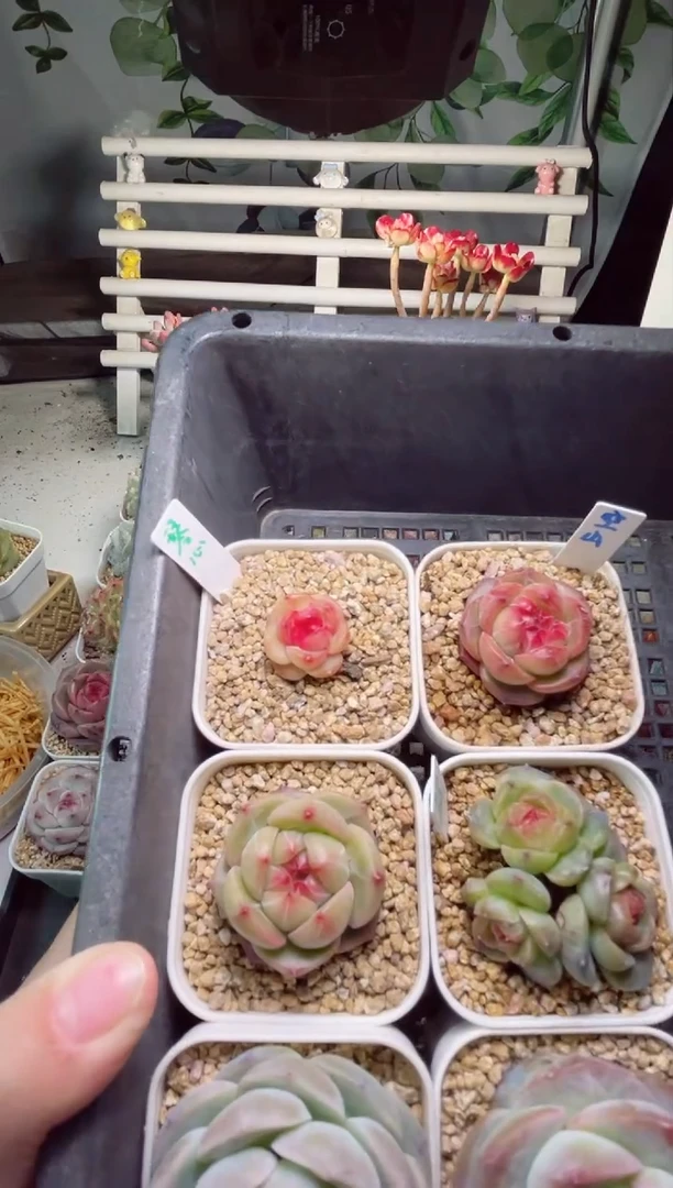 【闪购商品】K30一组打包6个