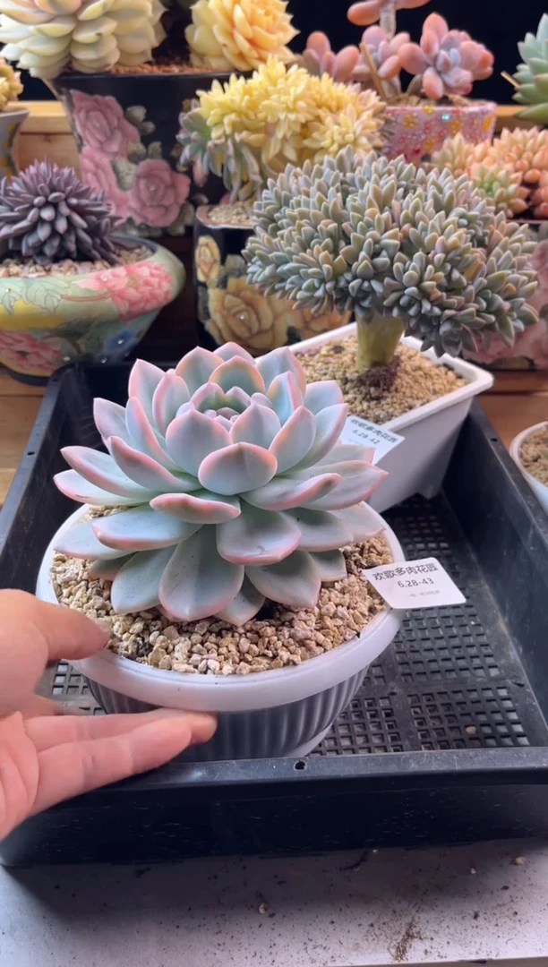 6.28-43橙梦露锦11111