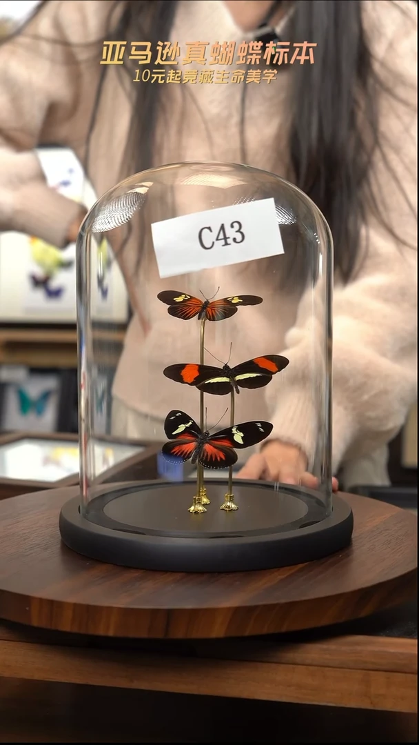 蝴蝶标本摆件竞拍c43