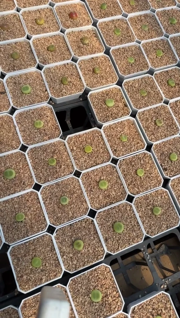 疯狂的多肉石头27-800拉登一颗