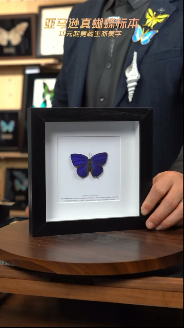 森绕灰蝶标本简约版