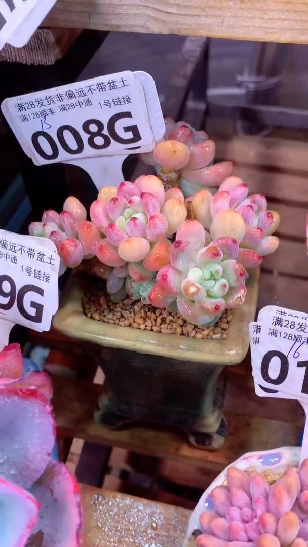 008G(一物一拍实付满28发货，默认不带盆土）