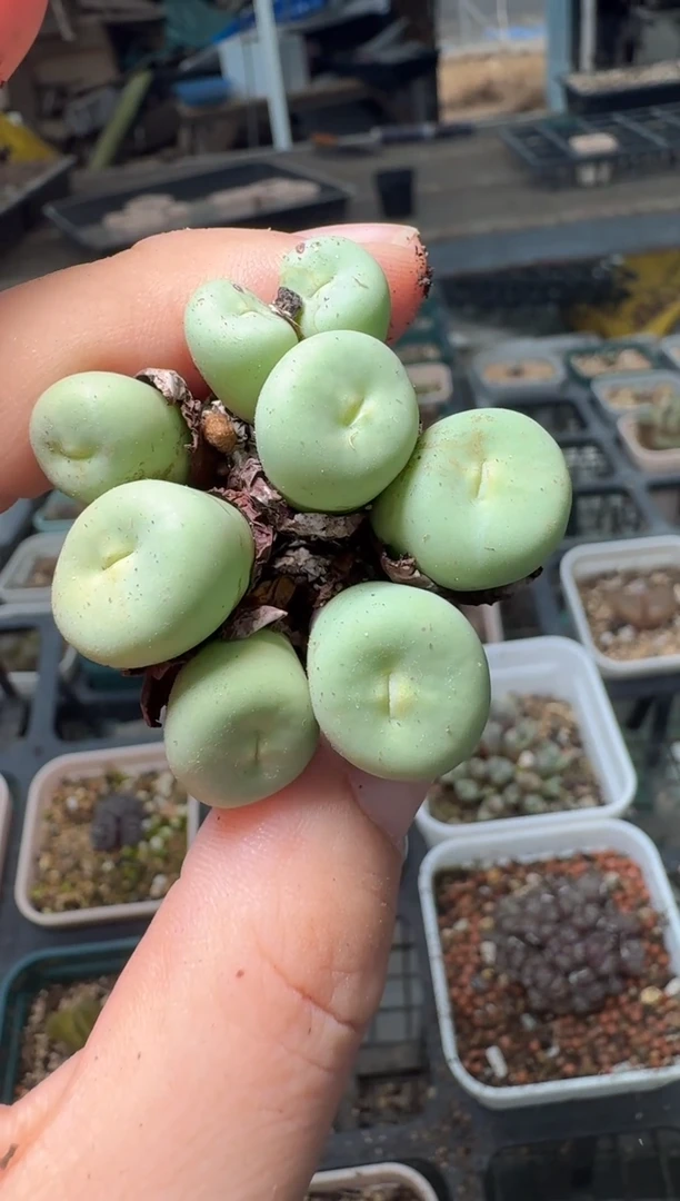 11-218多肉植物肉锥