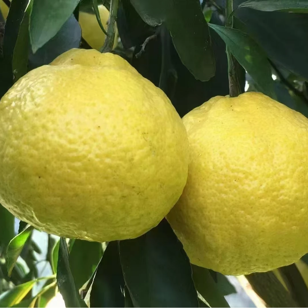 怀化武陵芷江黄金水果贡柚优质产地新鲜香甜脆爽浓郁净重5斤-10斤