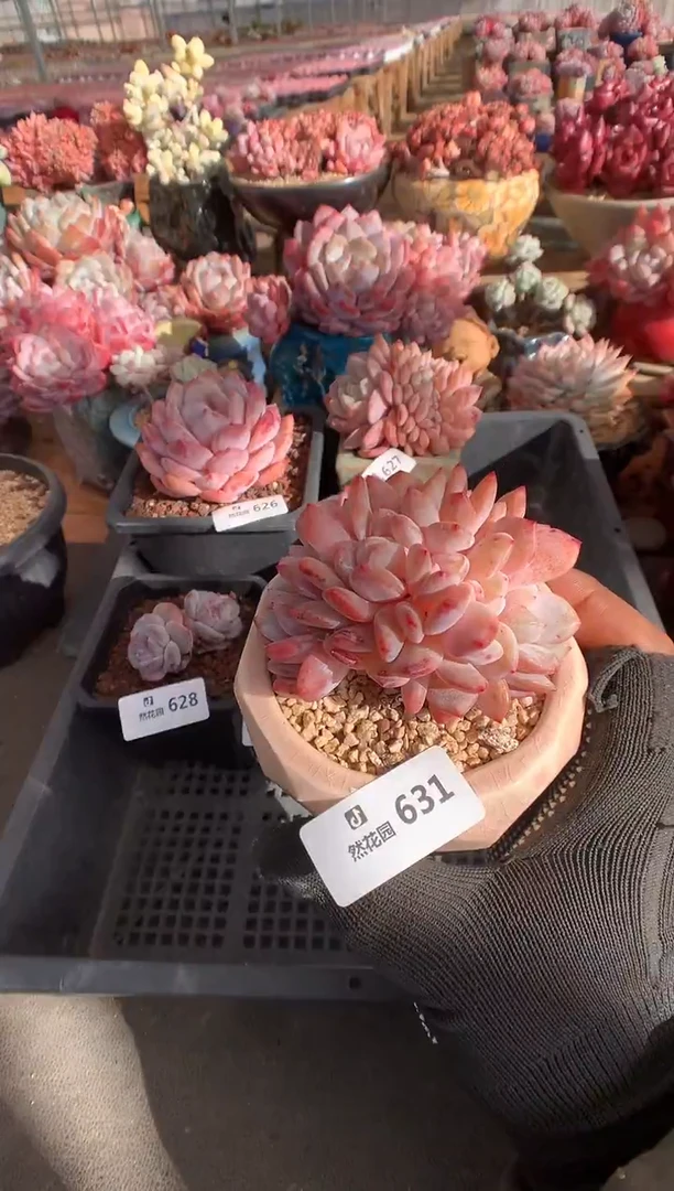 631雪天使缀多肉植物一物一拍