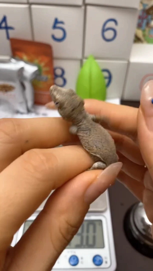 盖勾亚守宫Scale Tail 爬宠Y1