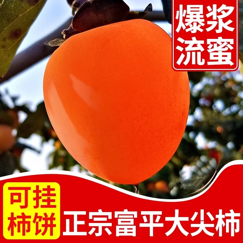 【一定放软吃】精选富平大尖柿16枚大果爆汁流心现摘现发坏果包赔