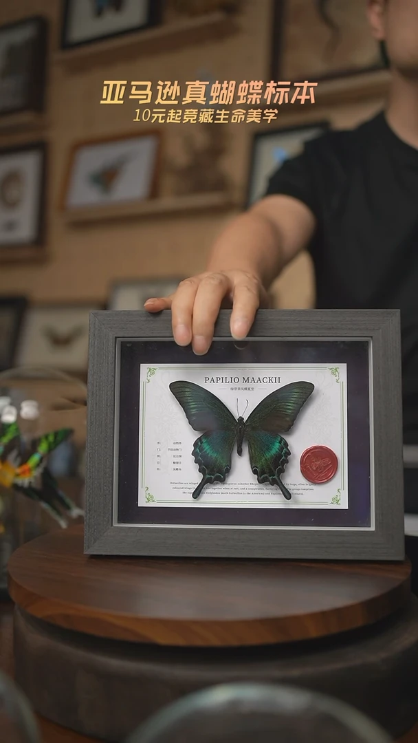 有机玻璃绿带翠凤蝶夏型国风版