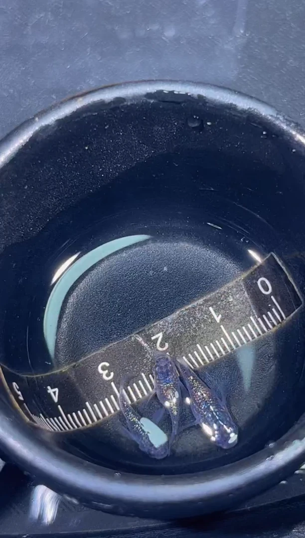 青鳉鱼观背青鳉一物一拍7