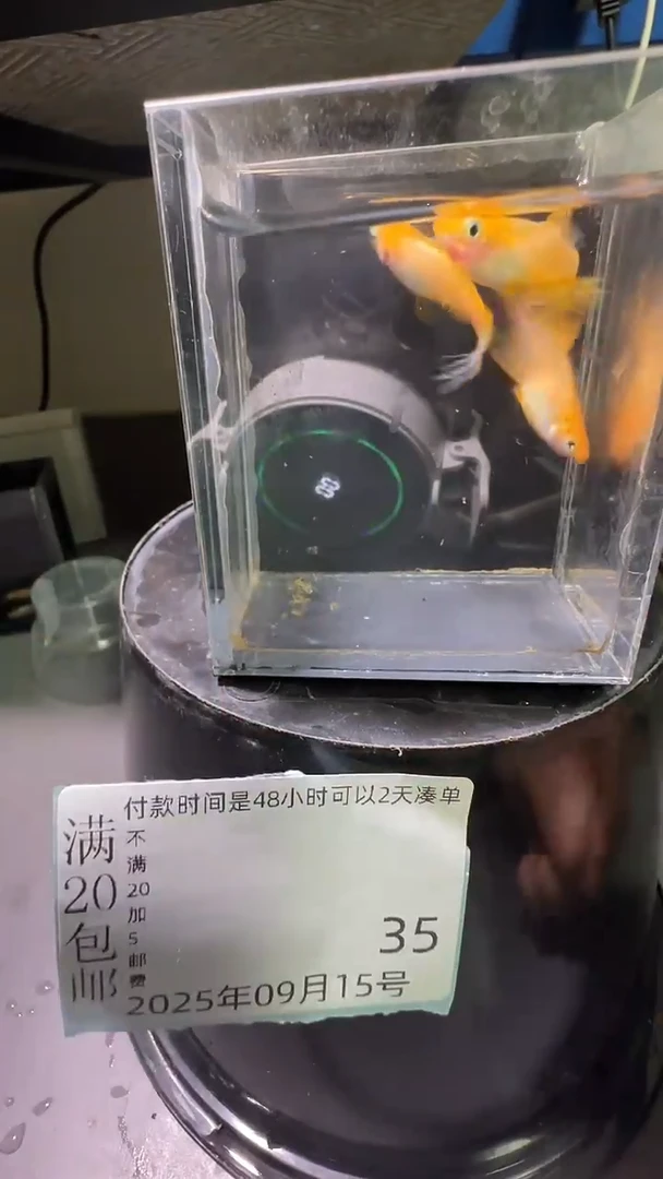 青鳉鱼观背青鳉观背青鳉35