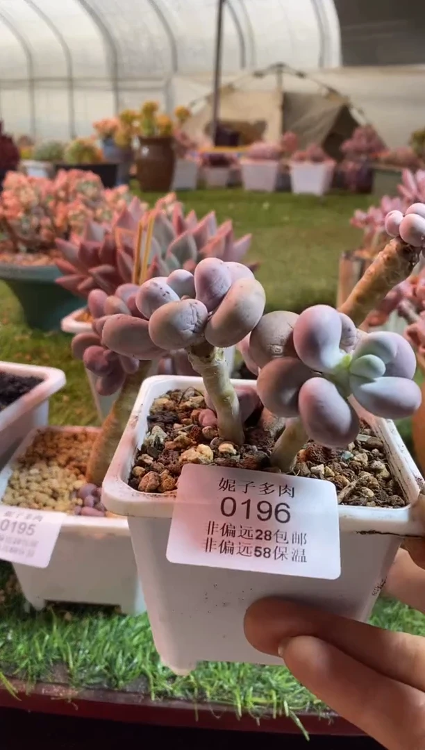 【闪购商品】0196a