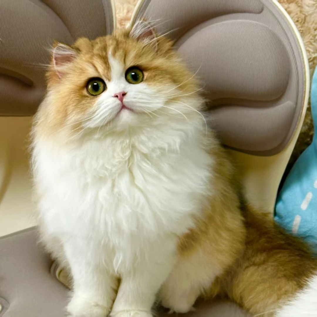 大敏猫舍-渐层-豹猫-布偶-赛尔凯克卷毛猫-英短-英长-猫咪活体