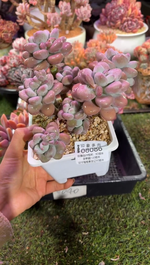 【闪购商品】08086