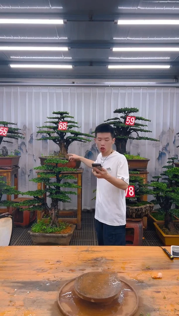 无花朵精品盆景直播间一物一拍
